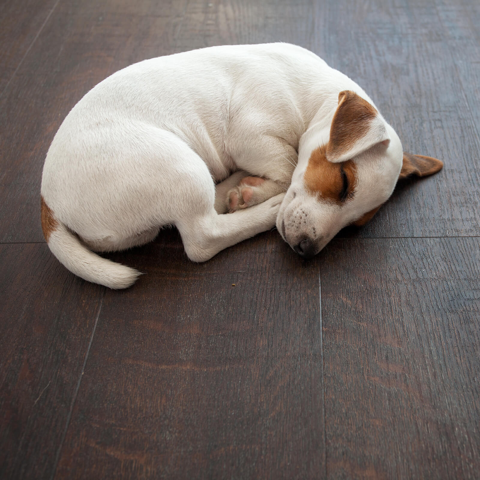 Dog Slept on flooring | Big Bob's Flooring Outlet Yuma